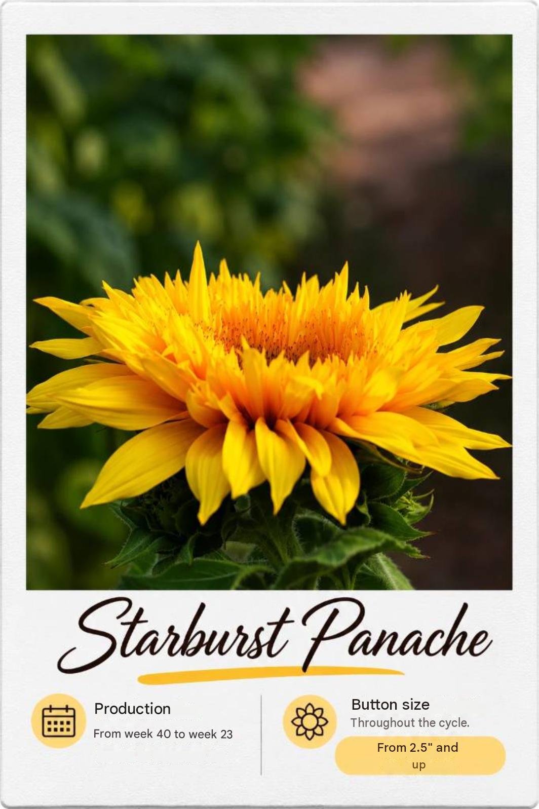 Starburst Panache: fotografía y ficha técnica completa