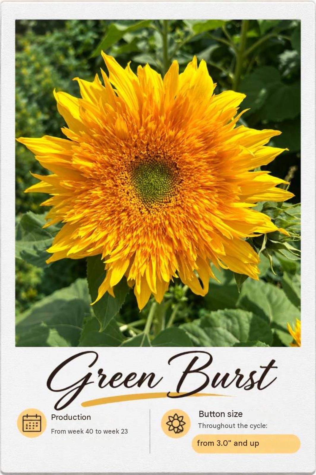 Green Burst: fotografía y ficha técnica completa