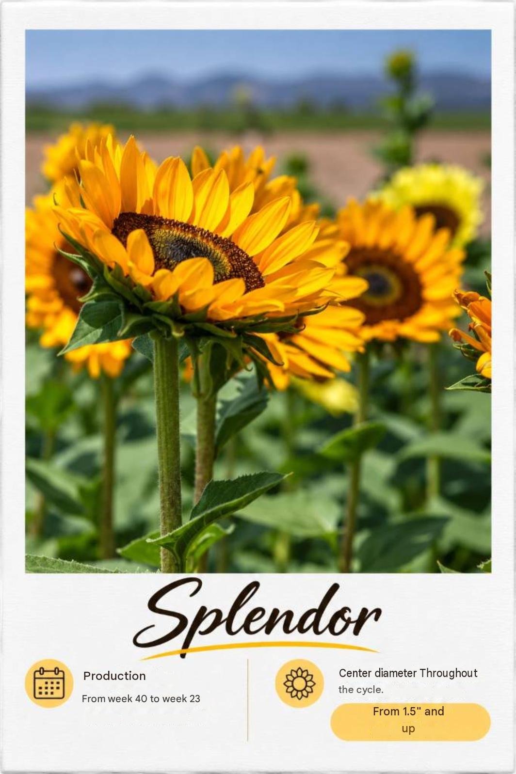 Splendor: fotografía y ficha técnica completa