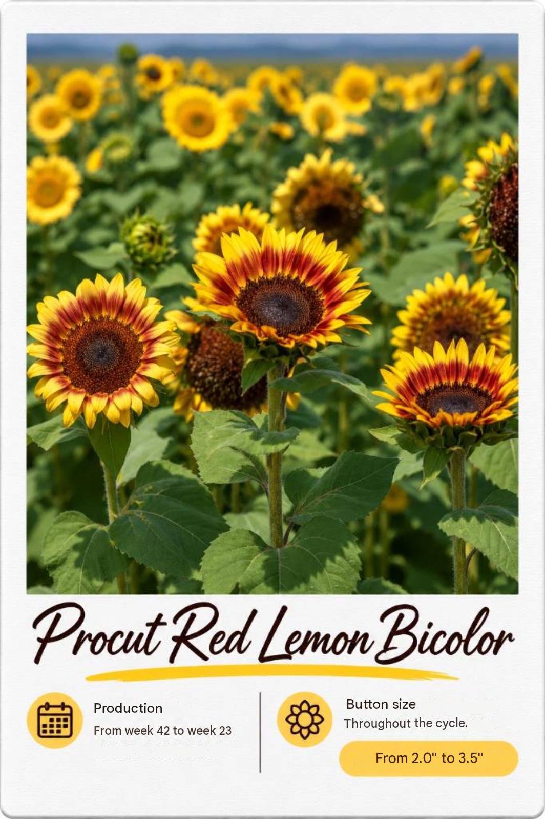 Procut Red Lemon Bicolor: fotografía y ficha técnica completa