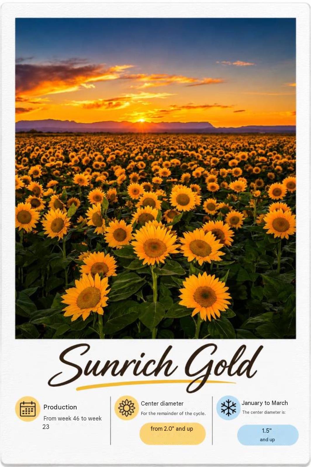 Sunrich Gold: fotografía y ficha técnica completa
