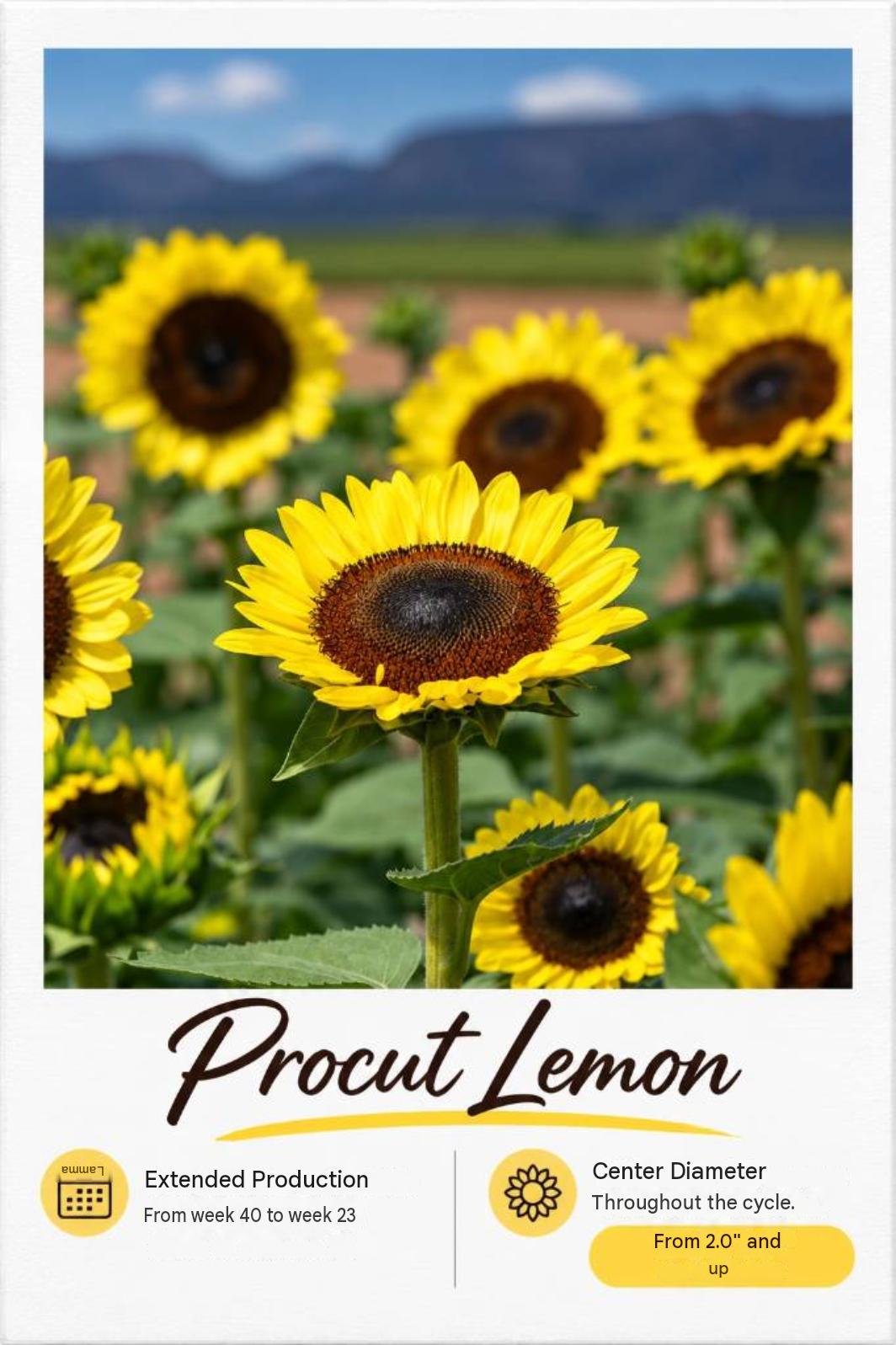 Procut Lemon: fotografía y ficha técnica completa