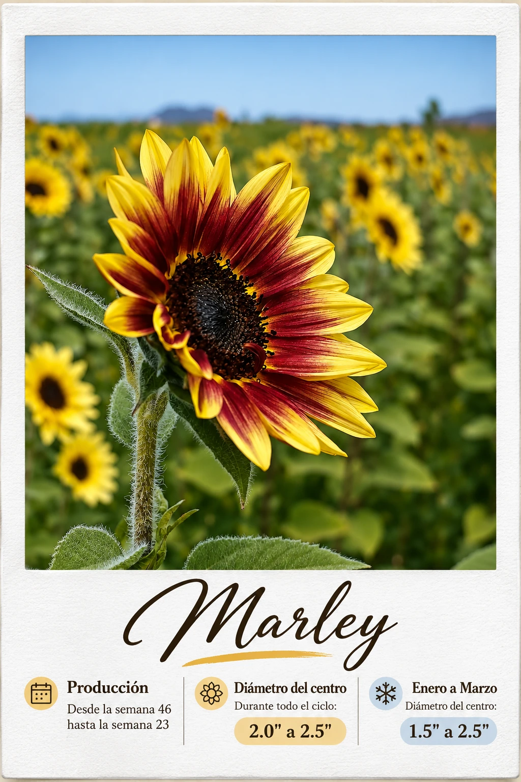 Marley: fotografía y ficha técnica completa