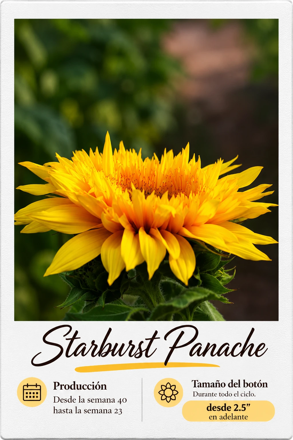 Starburst Panache: fotografía y ficha técnica completa