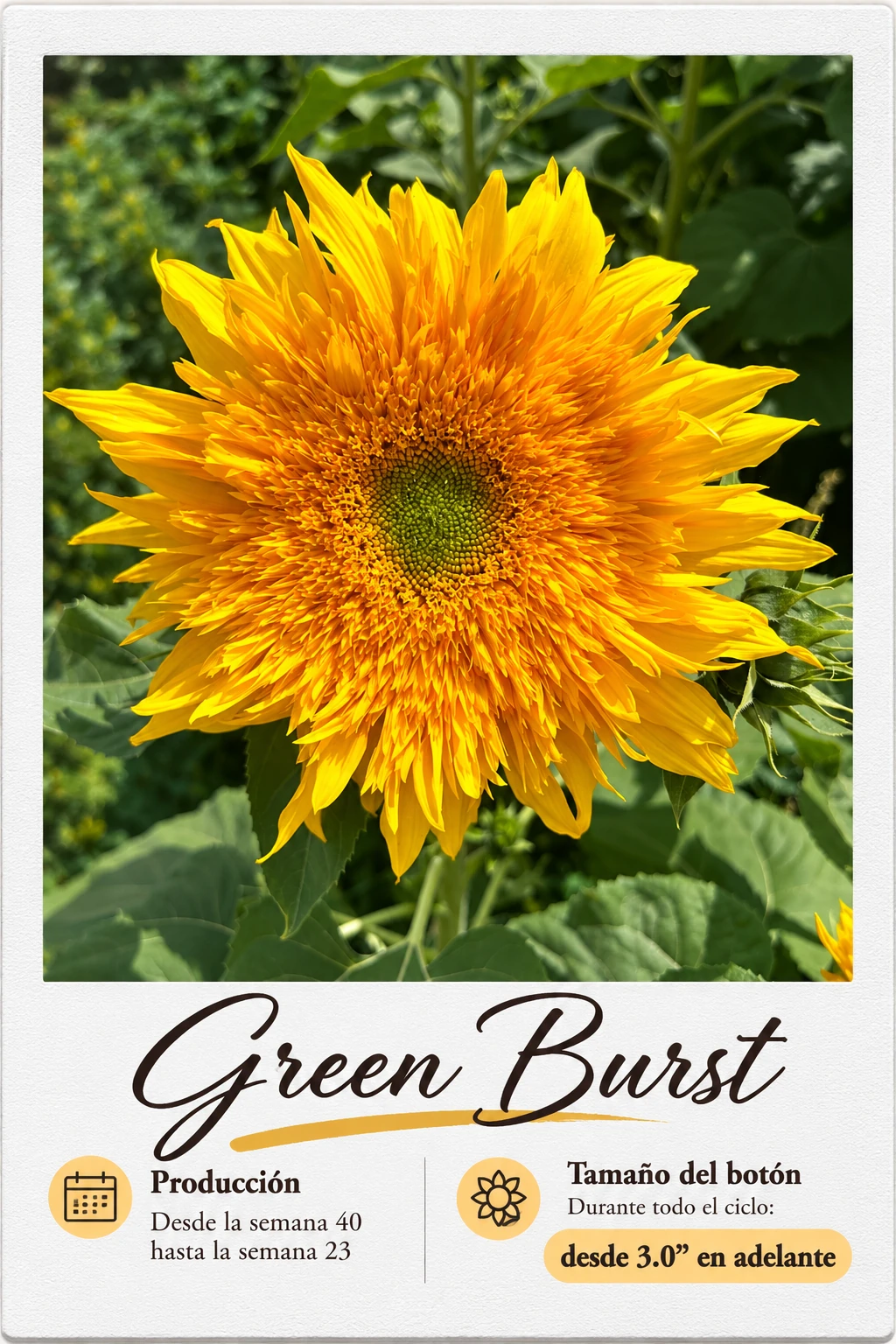 Green Burst: fotografía y ficha técnica completa