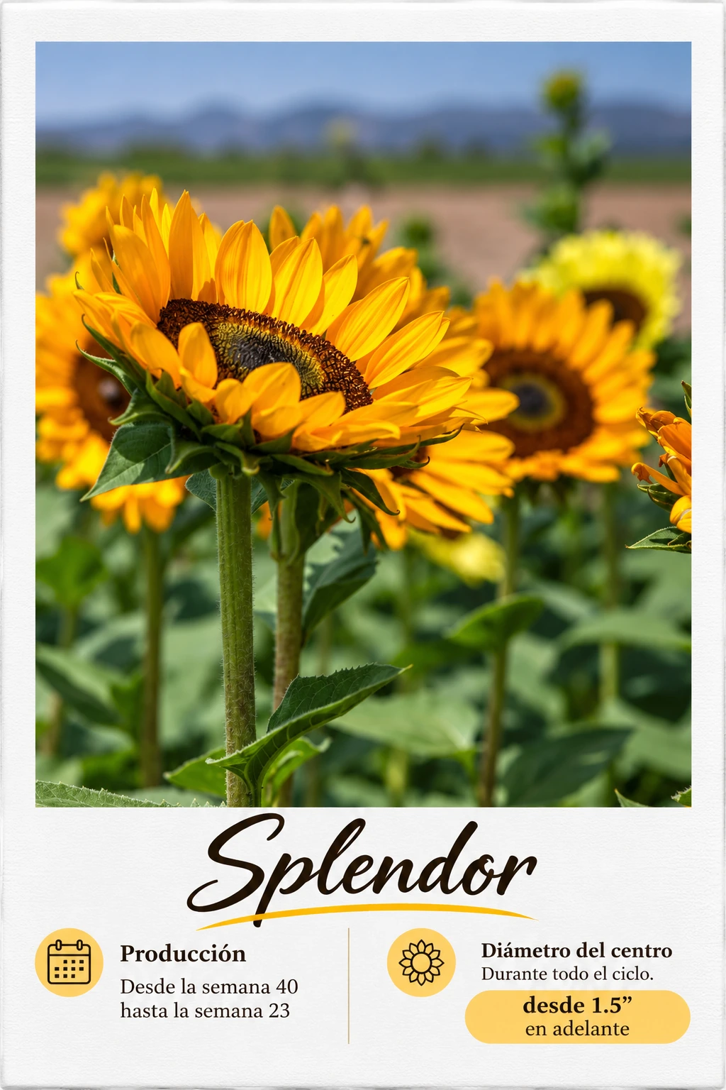 Splendor: fotografía y ficha técnica completa