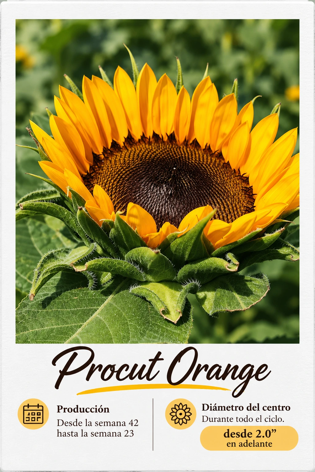 Procut Orange: fotografía y ficha técnica completa
