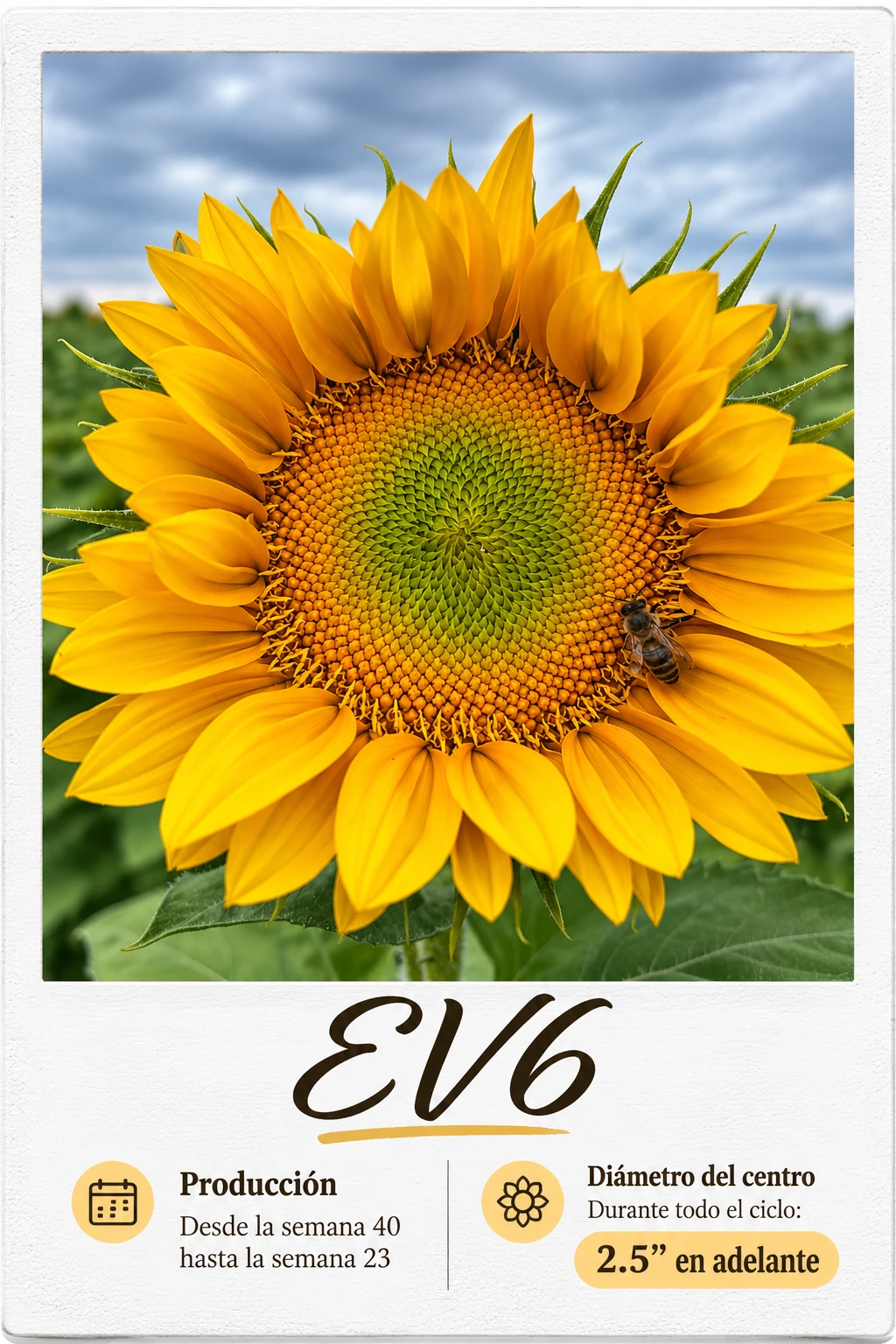 EV6: fotografía y ficha técnica completa