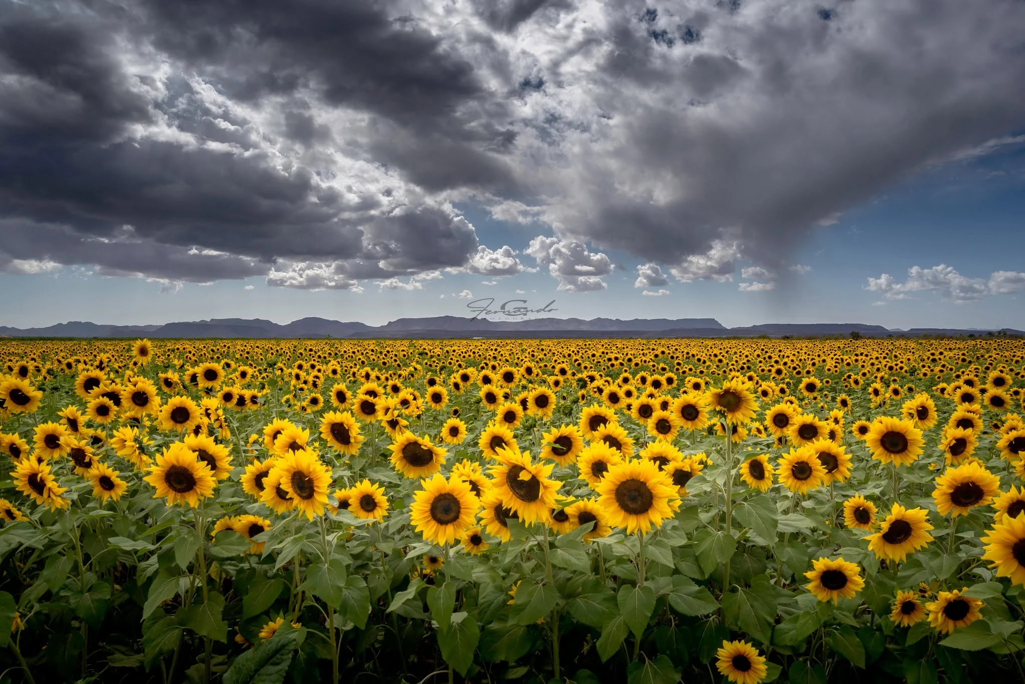 Girasoles bajo el cielo de Sonora