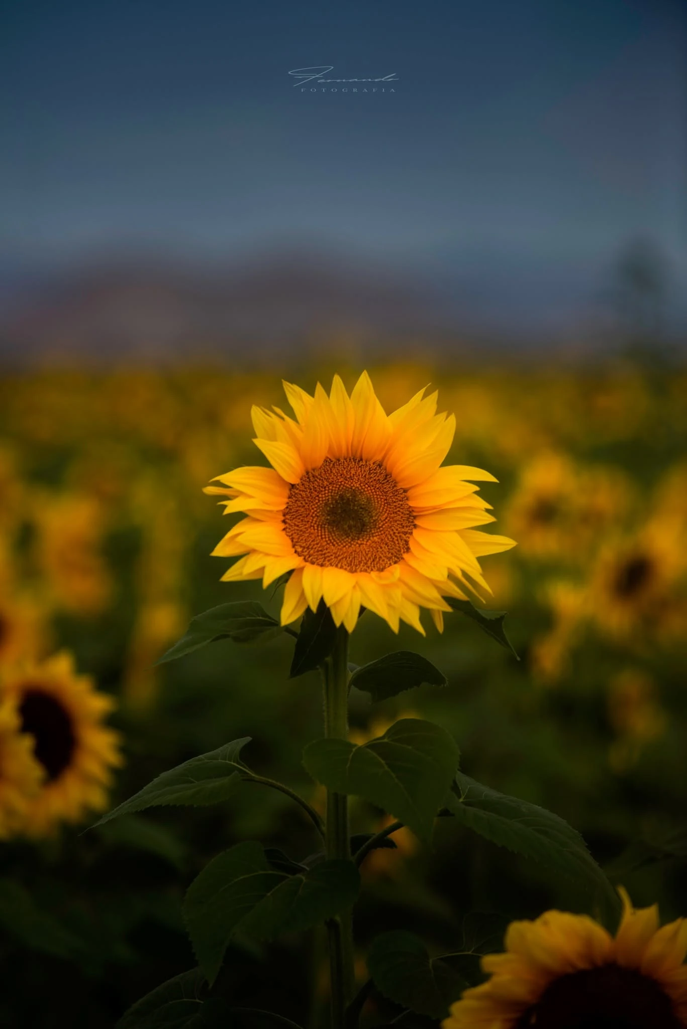 Girasol en el campo