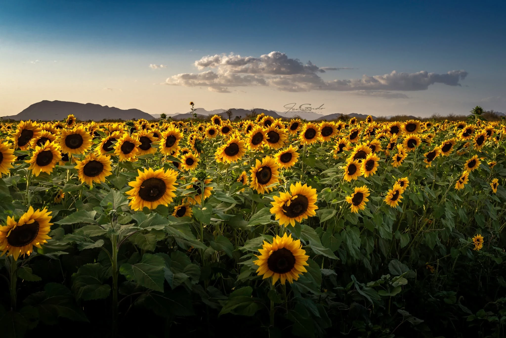 Panorama de girasoles al atardecer