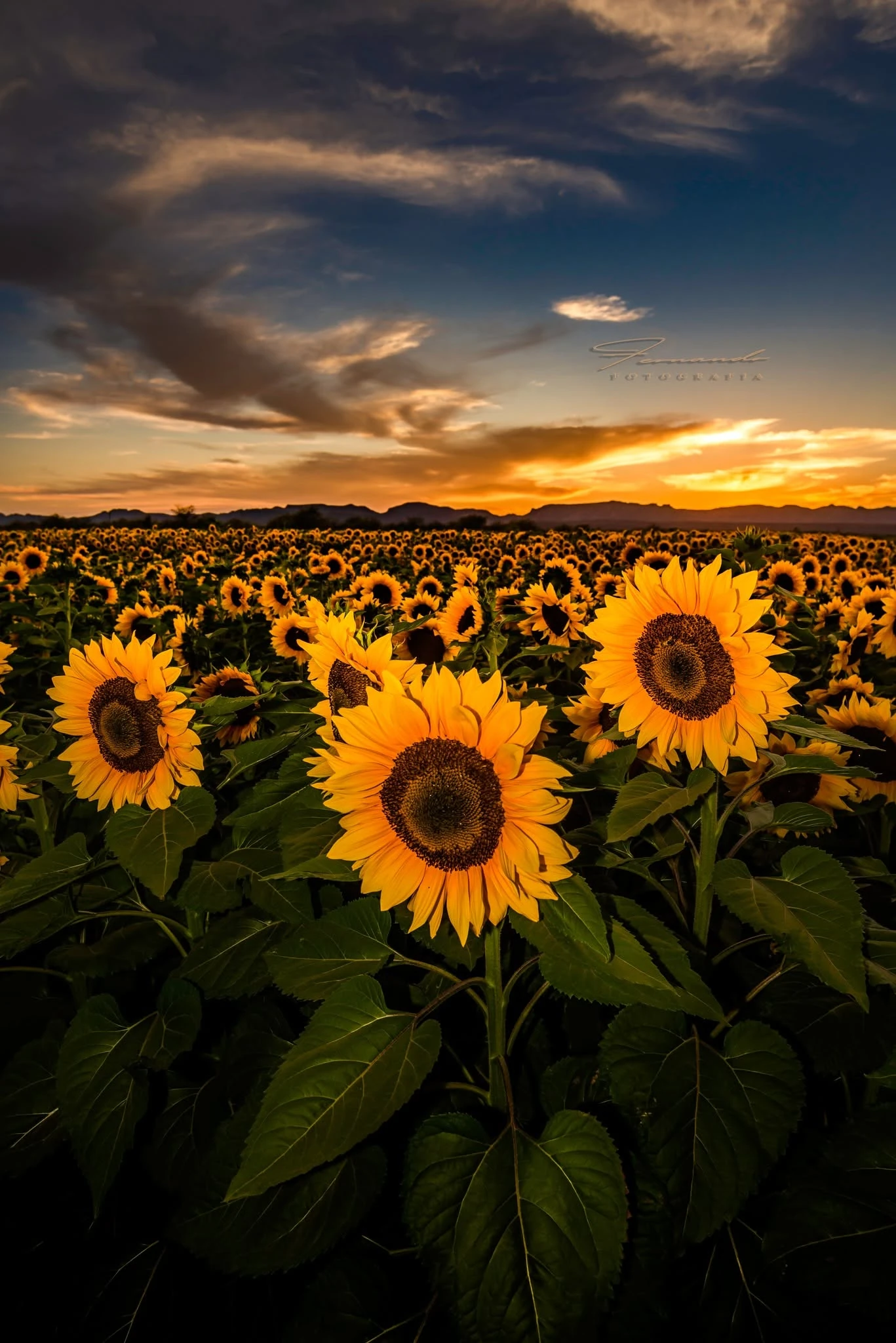 Girasoles al ocaso