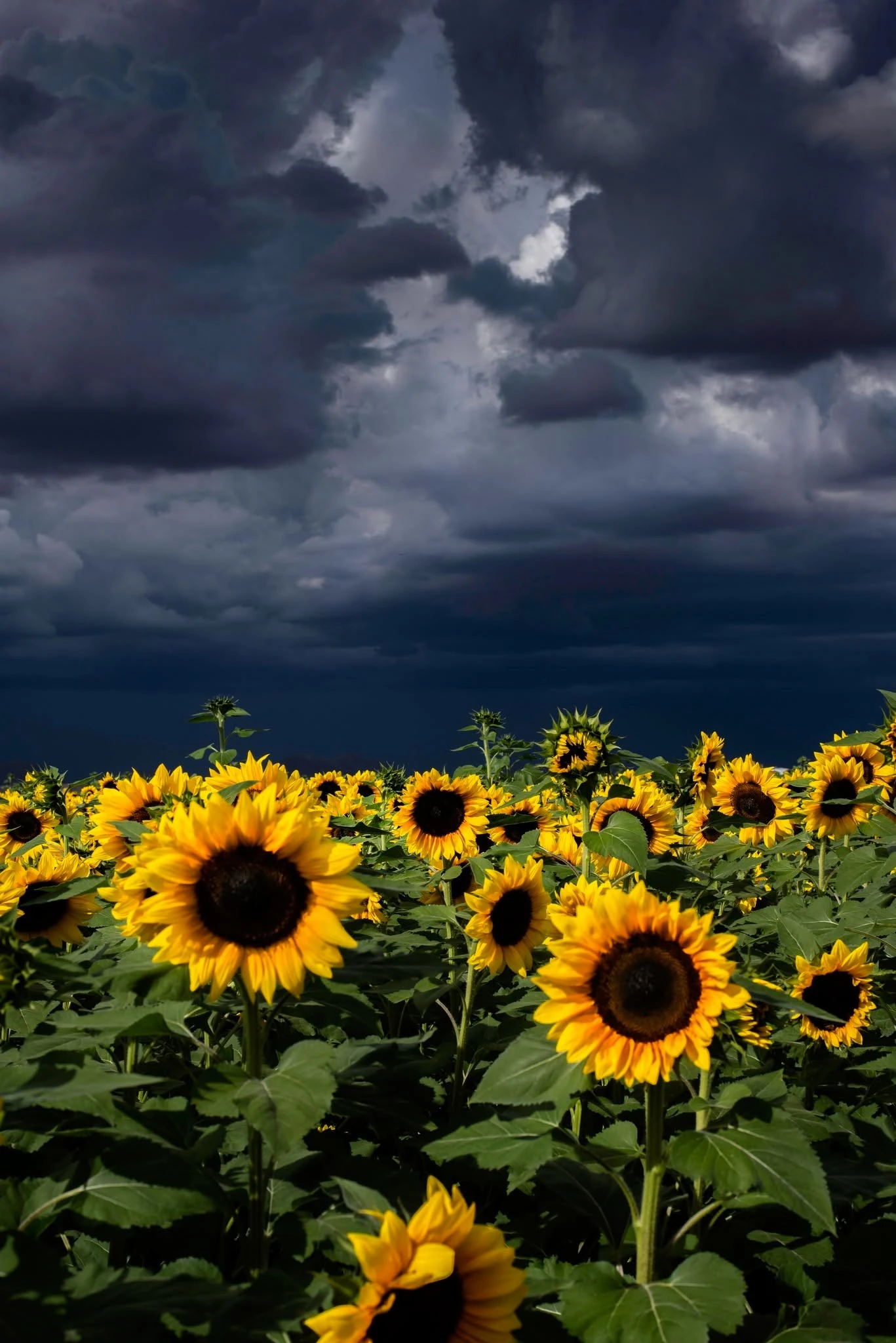 Campo bajo cielo nublado