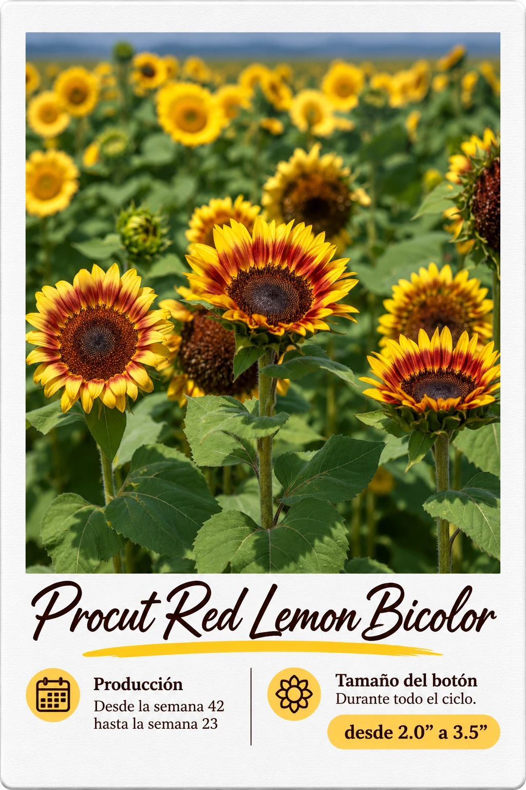 Procut Red Lemon Bicolor: fotografía y ficha técnica completa
