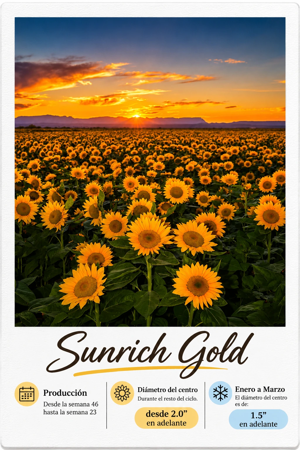 Sunrich Gold: fotografía y ficha técnica completa