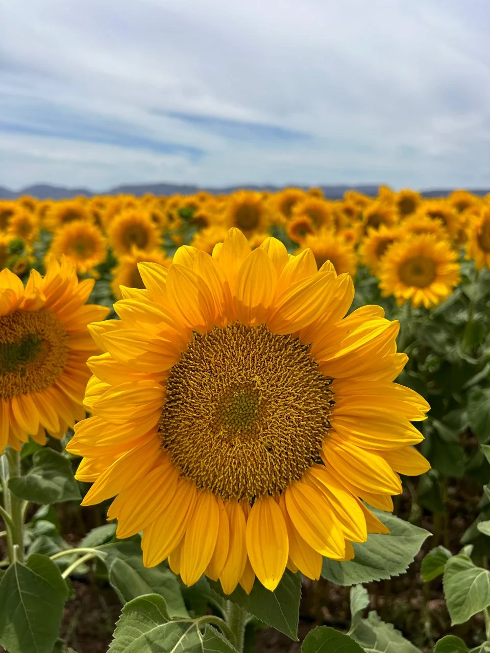 Detalle de girasol