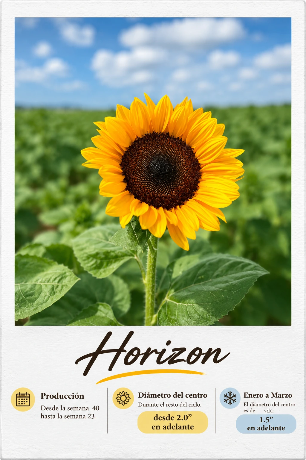 Horizon: fotografía y ficha técnica completa