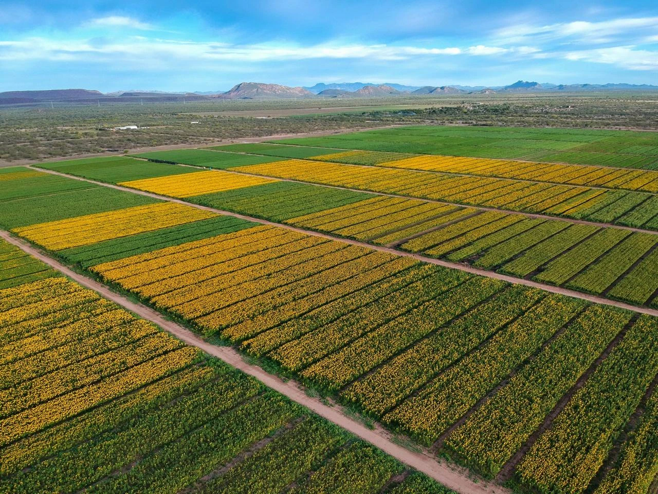 Vista aérea de la producción