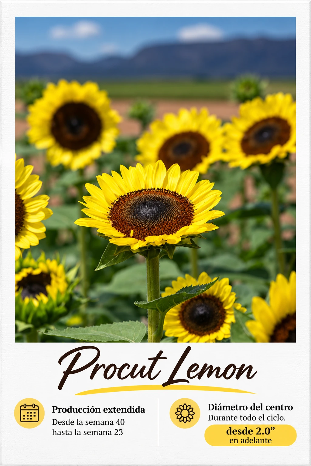 Procut Lemon: fotografía y ficha técnica completa