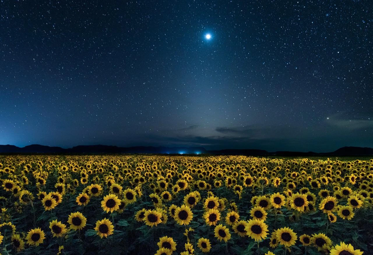 Campo de girasoles de noche