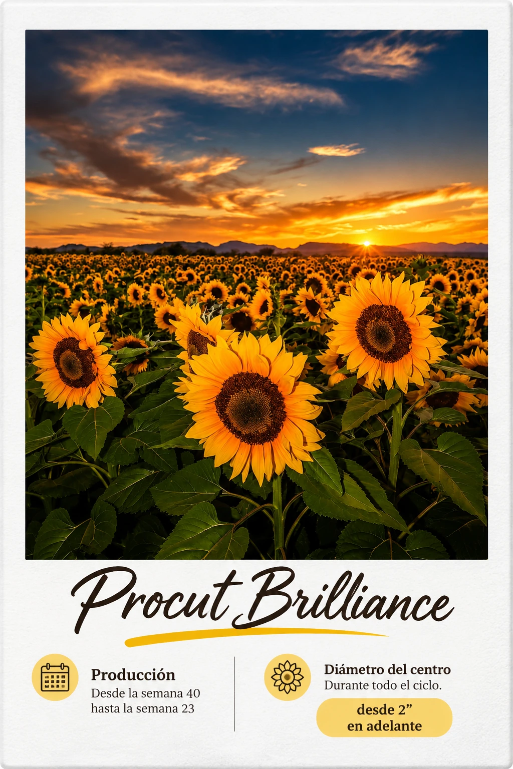 Procut Brilliance: fotografía y ficha técnica completa