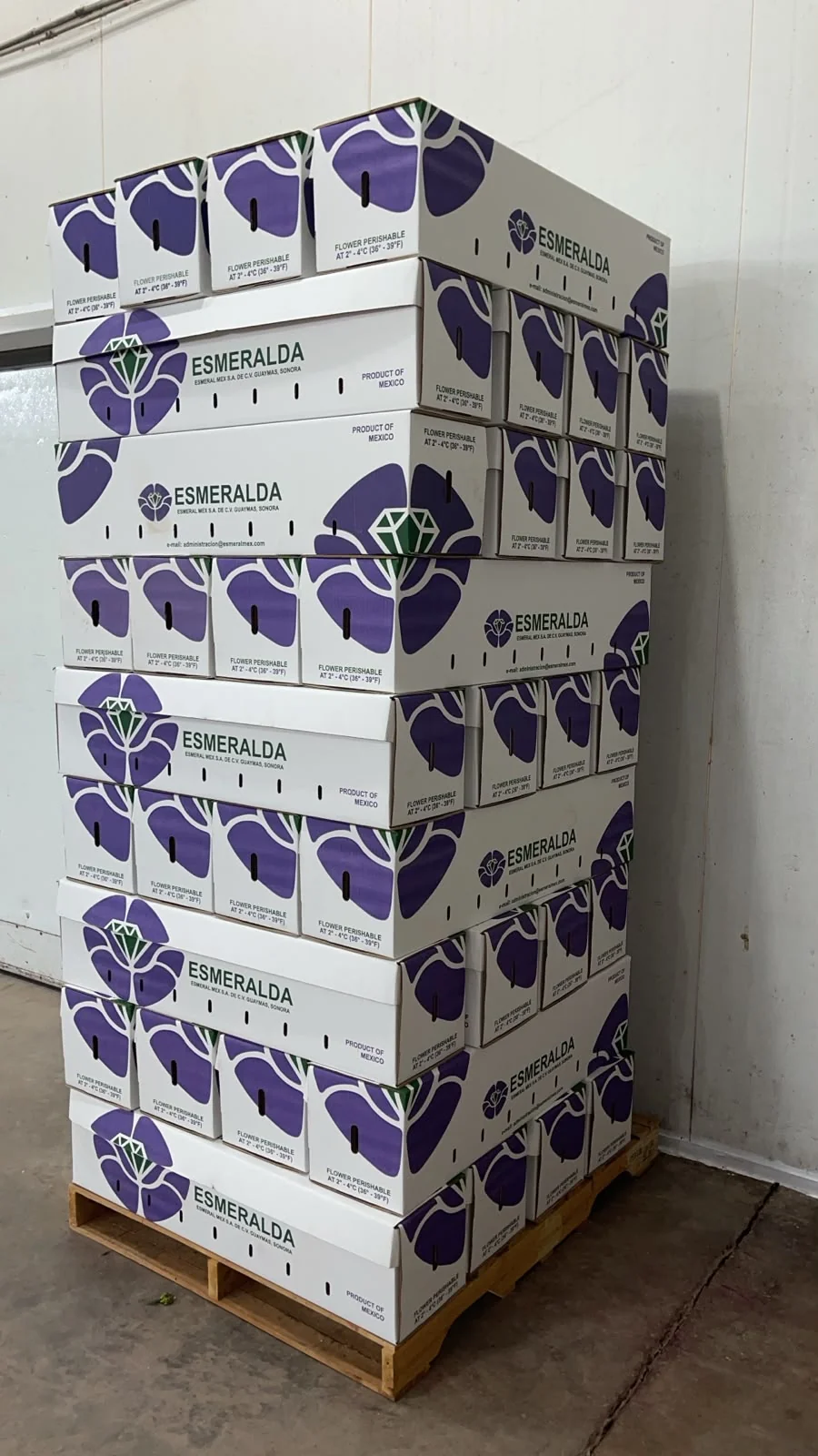 Cajas de flores preparadas para distribución y exportación sobre una tarima